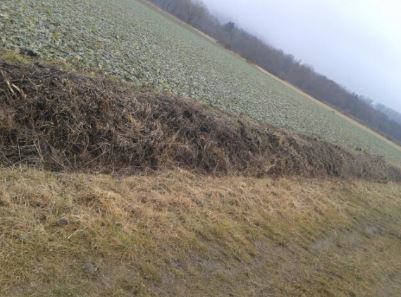 2017-2 Heckenschnitt.jpg